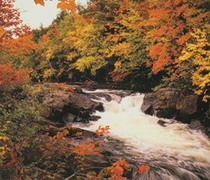 на встречу с волками: haliburton highlands